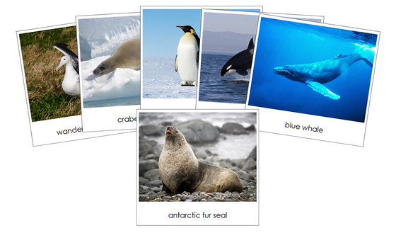 Antarctica Safari TOOB Cards - Montessori Print Shop Digital Download