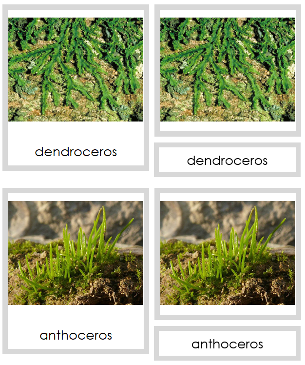 6 types of Anthocerotophyta (hornworts) - Montessori Print Shop