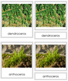 Anthocerotophyta Plants - Montessori Print Shop