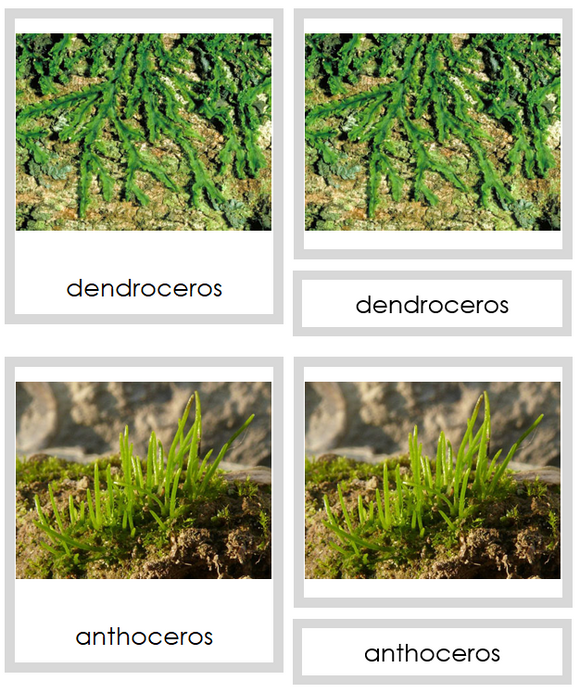 Division Anthocerotophyta Cards - Montessori Print Shop Digital Download