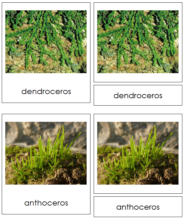 6 types of Anthocerotophyta (hornworts) - Montessori Print Shop Digital Download