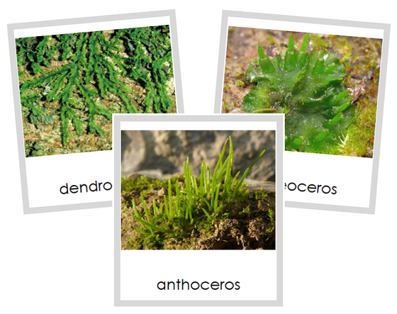 Division Anthocerotophyta Cards - Montessori Print Shop Digital Download