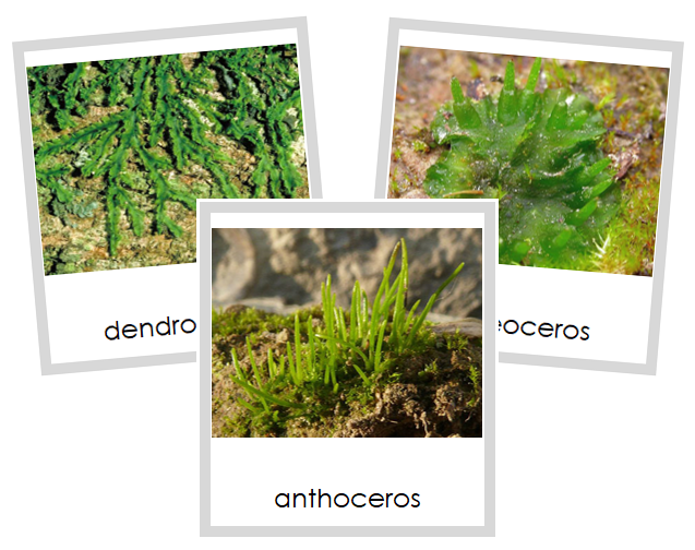 Division Anthocerotophyta Cards - Montessori Print Shop Digital Download