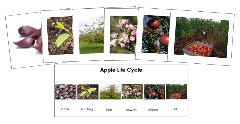 Apple Life Cycle Sequence Cards - Montessori Print Shop Digital Download