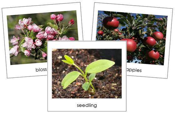 Apple Life Cycle Cards Toddler Cards - Montessori Print Shop Digital Download