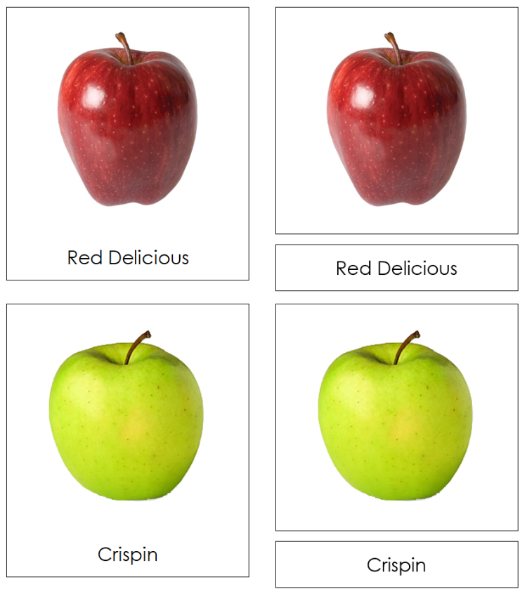 Types of Apples 3-Part Classified Cards - Montessori Print Shop Digital Download