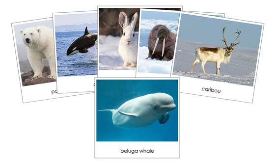 Arctic - Safari TOOB Cards - Montessori Print Shop Digital Download