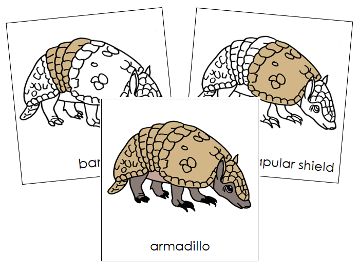 Parts of an Armadillo 3-Part Nomenclature Cards - Montessori Print Shop Digital Download