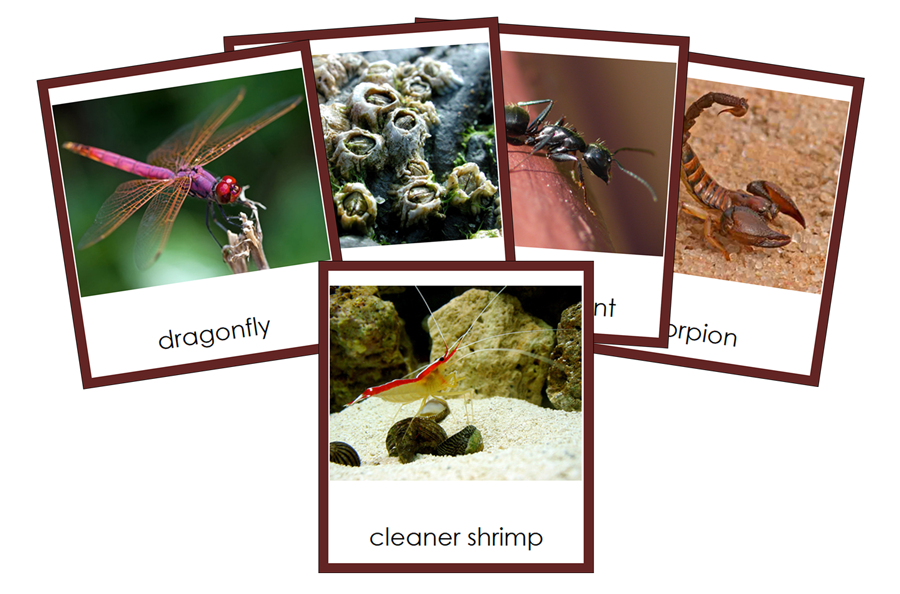 Types of Arthropoda Cards (color) - Montessori Print Shop Digital Download