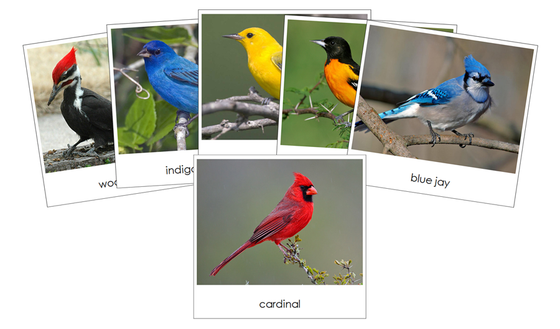 Backyard Birds Safari TOOB Cards - Montessori Print Shop Digital Download