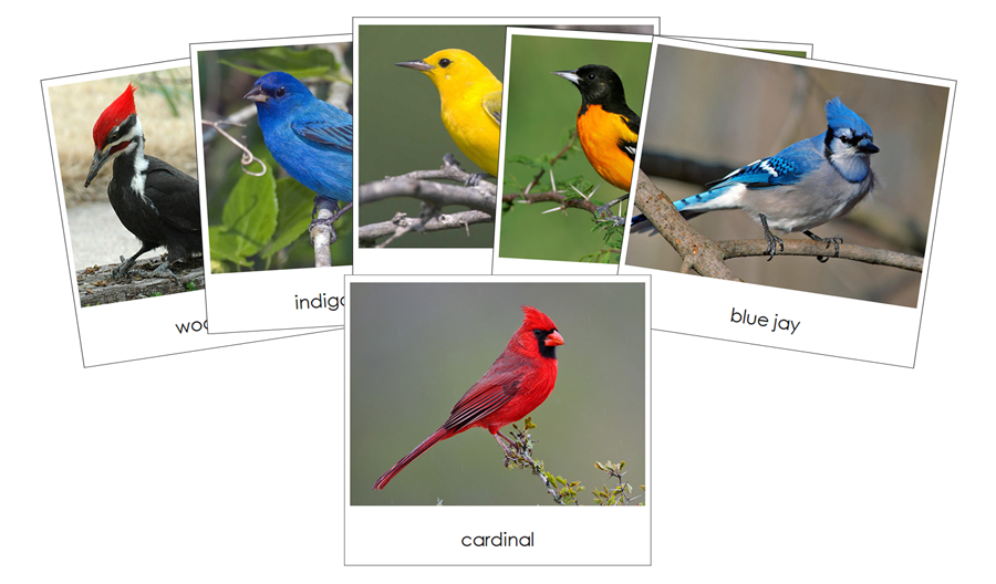 Backyard Birds Safari TOOB Cards - Montessori Print Shop Digital Download