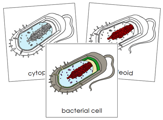 Bacterial Cell Nomenclature Cards - Montessori Print Shop