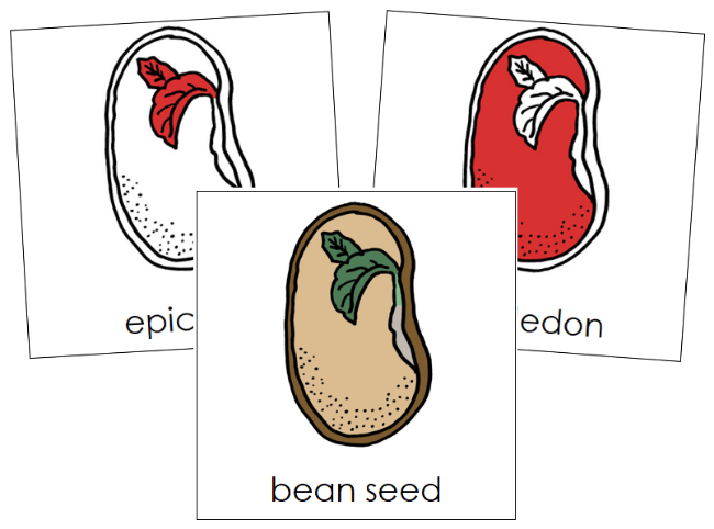 Bean Seed Nomenclature Cards (red) - Montessori Print Shop Digital Download