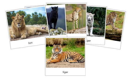 Big Cats Safari TOOB Cards - Montessori Print Shop Digital Download