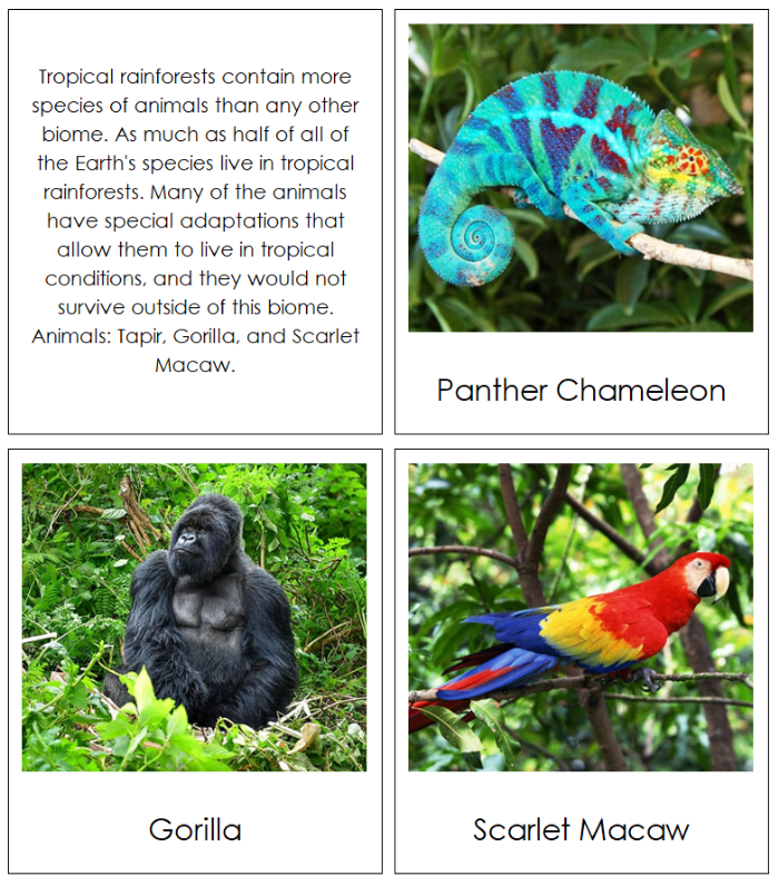 The Nine Biomes of the World Information, Cards, Chart, and Map - Montessori Print Shop Digital Download