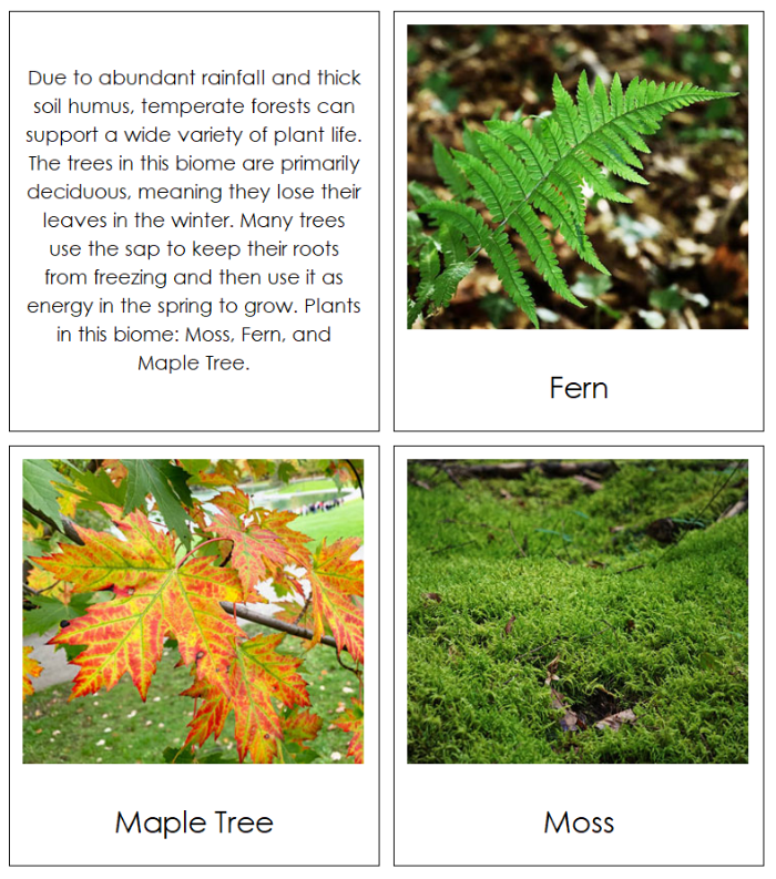 The Nine Biomes of the World Information, Cards, Chart, and Map - Montessori Print Shop Digital Download