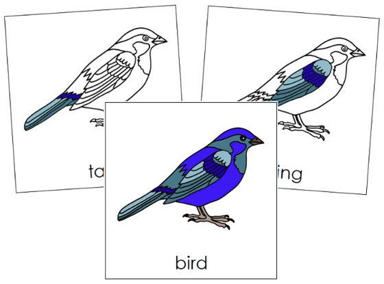 Parts of a Bird 3-Part Nomenclature Cards - Montessori Print Shop Digital Download
