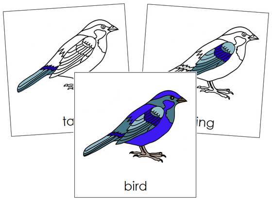 Bird Nomenclature Cards - Montessori Print Shop