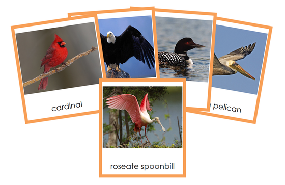 Types of Birds (Aves) - Animal Kingdom 3-Part Cards - Montessori Print Shop Digital Download