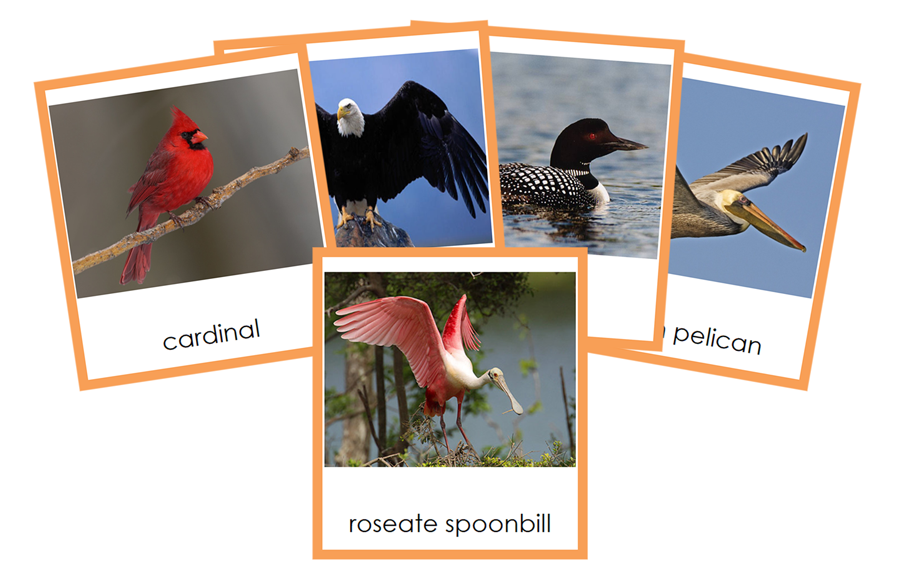 Types of Birds (Aves) - Animal Kingdom 3-Part Cards - Montessori Print Shop Digital Download