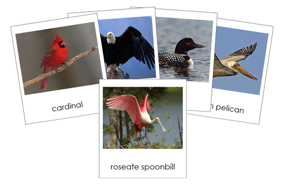 Types of Birds 3-Part Cards - Animal Kingdom - Montessori Print Shop Digital Download