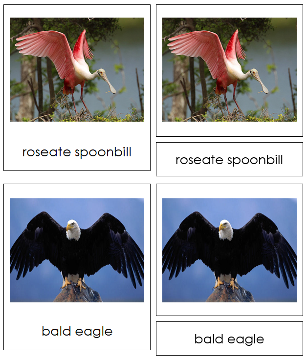 Types of Birds 3-Part Cards - Animal Kingdom - Montessori Print Shop Digital Download