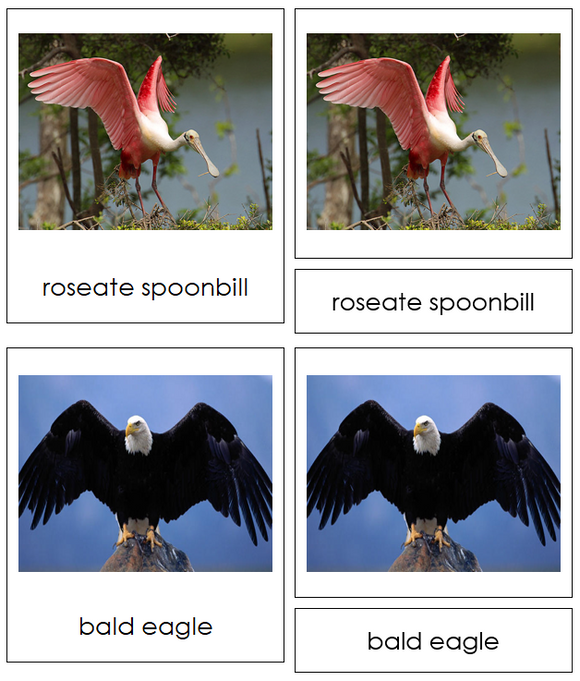 Types of Birds 3-Part Cards - Animal Kingdom - Montessori Print Shop Digital Download