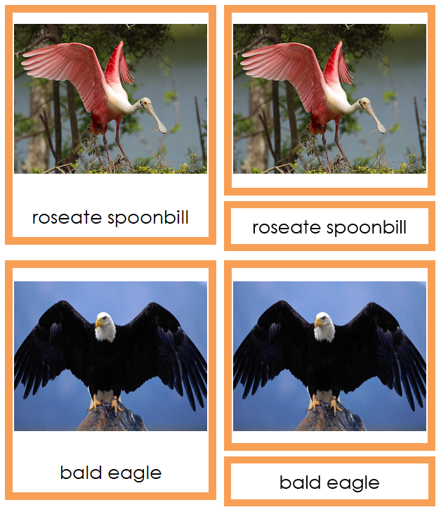 Types of Birds (Aves) - Animal Kingdom 3-Part Cards - Montessori Print Shop Digital Download