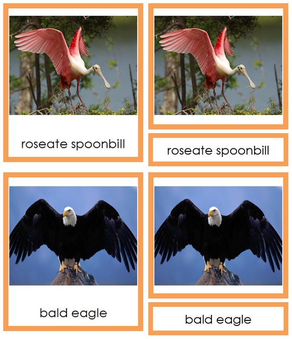 Types of Birds (Aves) - Animal Kingdom 3-Part Cards - Montessori Print Shop Digital Download