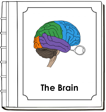 Parts of a Brain Nomenclature Book - Montessori Print Shop Digital Download
