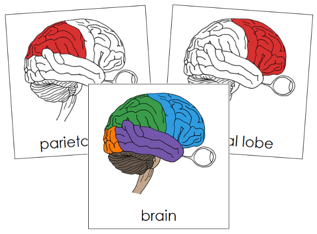 Parts of a Human Brain Nomenclature Cards (red) - Montessori Print Shop Digital Download