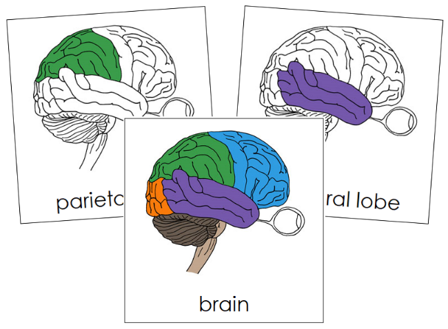 Parts of a Human Brain Nomenclature Cards - Montessori Print Shop Digital Download
