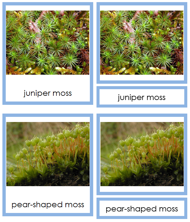 8 types of Bryophyta (mosses) - Montessori Print Shop