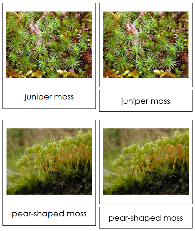 8 types of Bryophyta (mosses) - Montessori Print Shop
