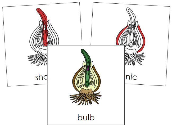 Bulb Nomenclature Cards (red) - Montessori Print Shop Digital Download