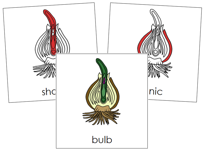 Bulb Nomenclature Cards (red) - Montessori Print Shop