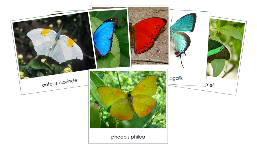 Butterflies Safari Toob Cards - Montessori Print Shop Digital Download