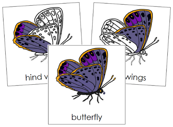 Parts of a Butterfly 3-Part Nomenclature Cards - Montessori Print Shop Digital Download