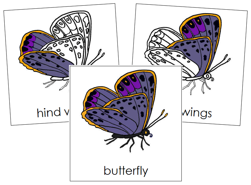 Butterfly Nomenclature Cards - Montessori Print Shop