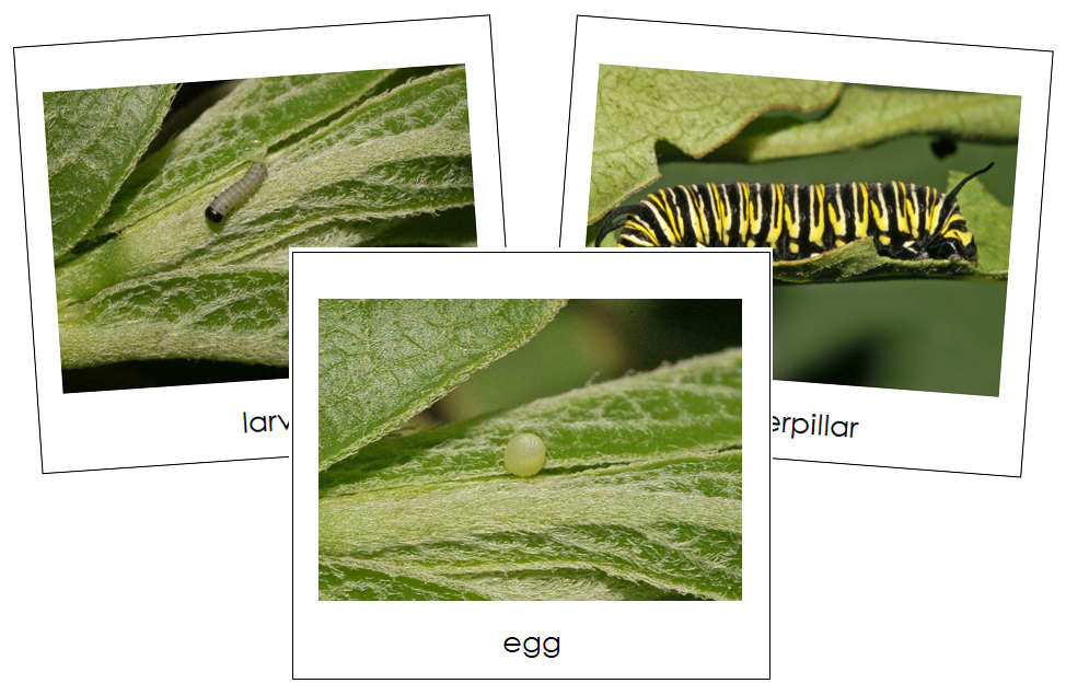 Butterfly Life Cycle Cards Toddler Cards - Montessori Print Shop Digital Download