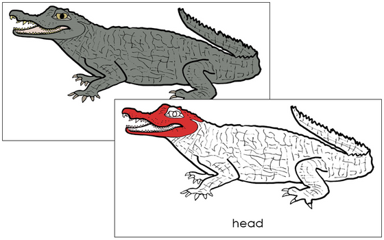 Caiman Nomenclature Cards (red) - Montessori Print Shop