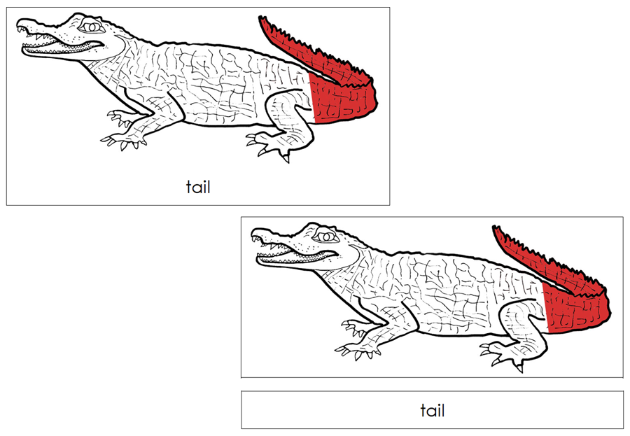 Parts of a Caiman Nomenclature Cards (red) - Montessori Print Shop Digital Download