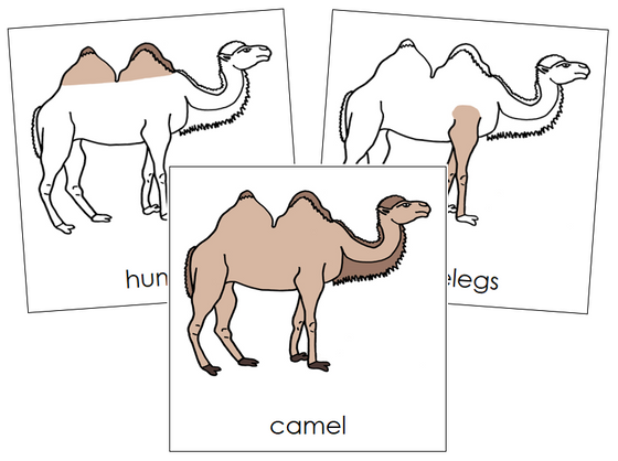 Parts of a Camel 3-Part Nomenclature Cards - Montessori Print Shop Digital Download