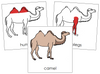 Camel Nomenclature Cards (red) - Montessori Print Shop