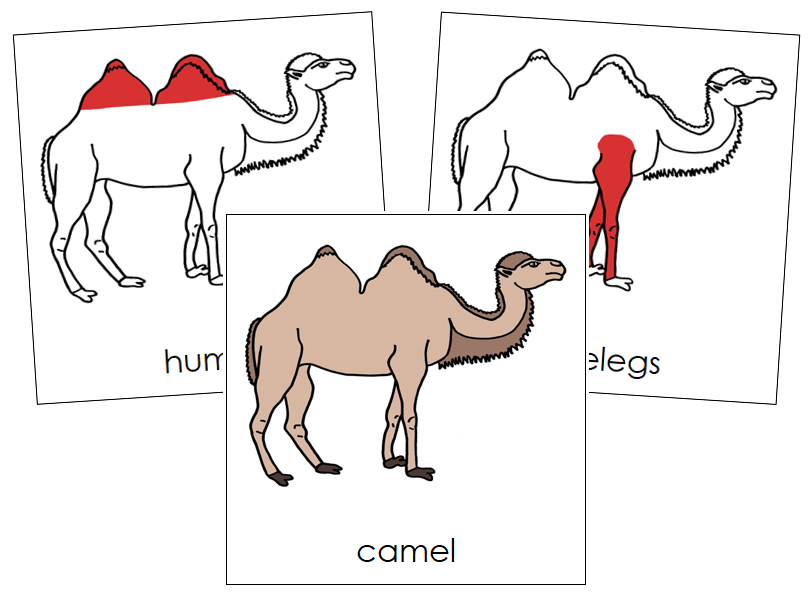 Camel Nomenclature Cards (red) - Montessori Print Shop Digital Download