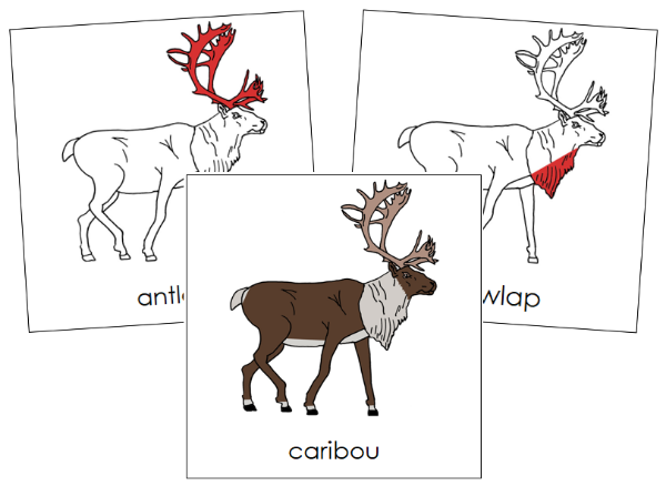 Caribou Nomenclature Cards (red) - Montessori Print Shop Digital Download