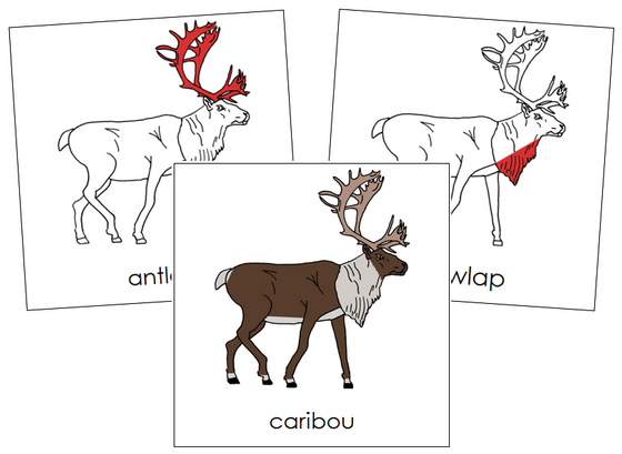 Caribou Nomenclature Cards (red) - Montessori Print Shop