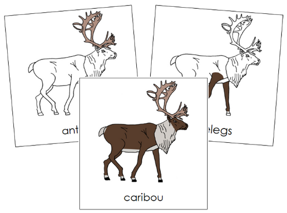 Parts of a Caribou 3-Part Nomenclature Cards - Montessori Print Shop Digital Download