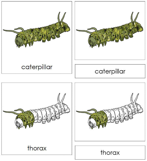 Parts of a Caterpillar Nomenclature 3-Part Cards - Montessori Print Shop Digital Download