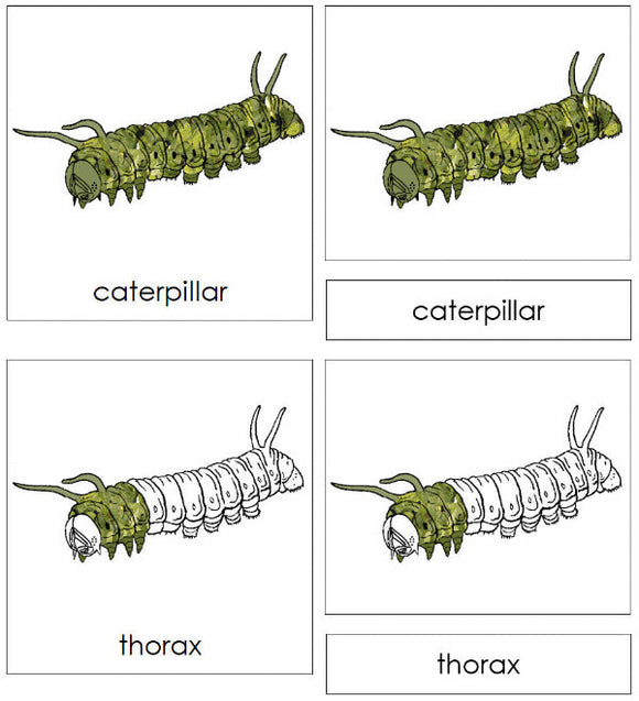 Parts of a Caterpillar 3-Part Nomenclature Cards - Montessori Print Shop Digital Download
